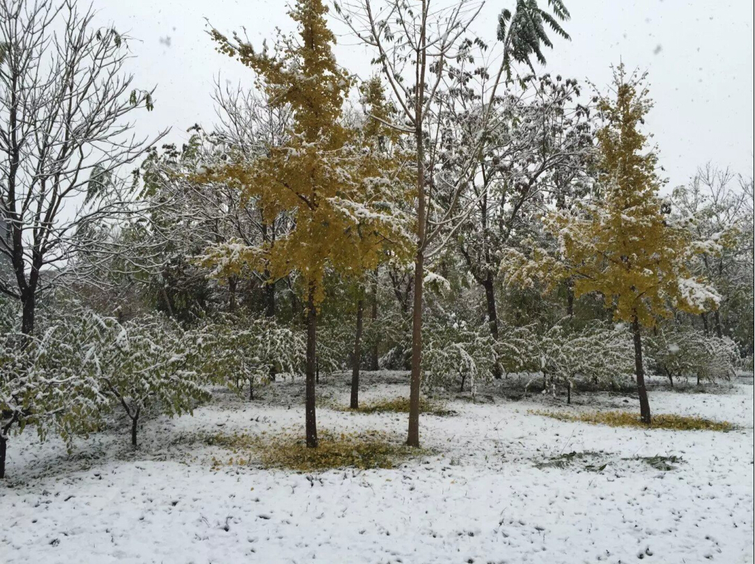 雪天注意安全駕駛